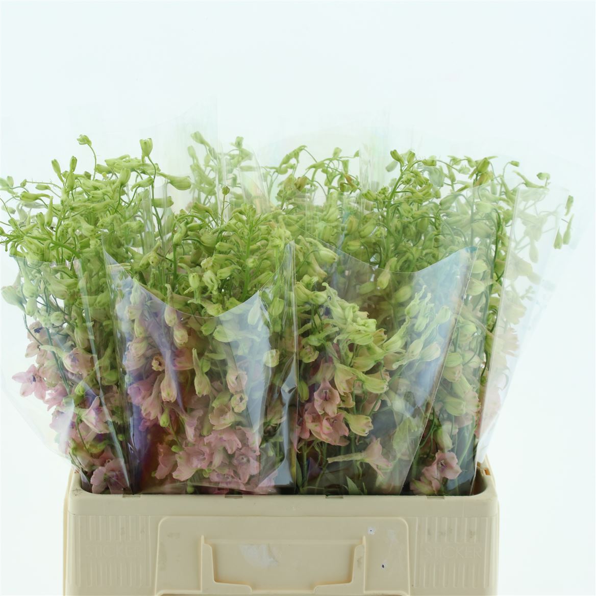 Delphinium Single Pink Sensation 50cm