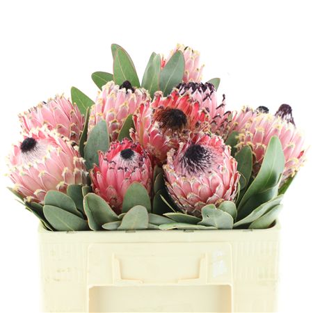Protea Magnifica