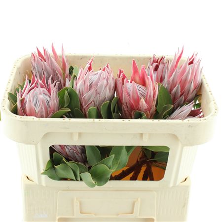 Protea Cynaroides