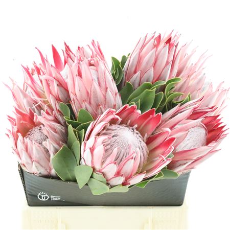 Protea Cynaroides