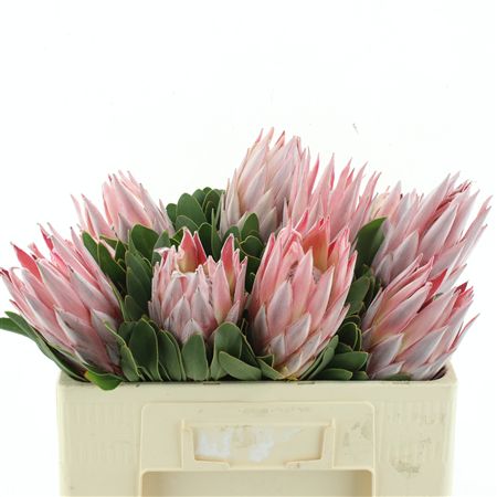 Protea Cynaroides
