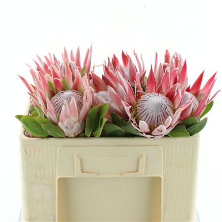 Protea Cynaroides