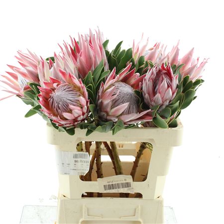 Protea Cynaroides
