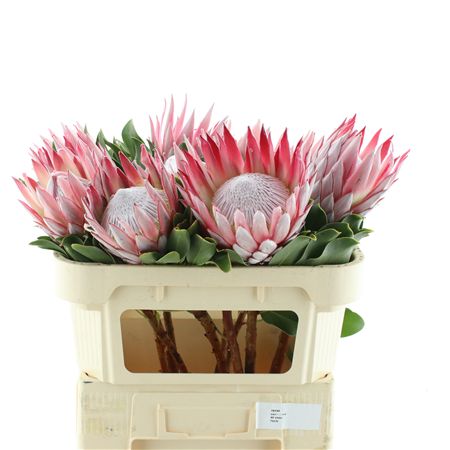 Protea Cynaroides