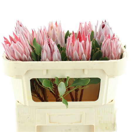 Protea Cynaroides