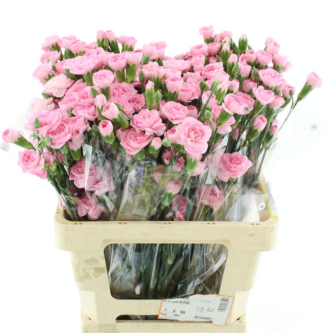 Dianthus Spray Nathalie 60cm