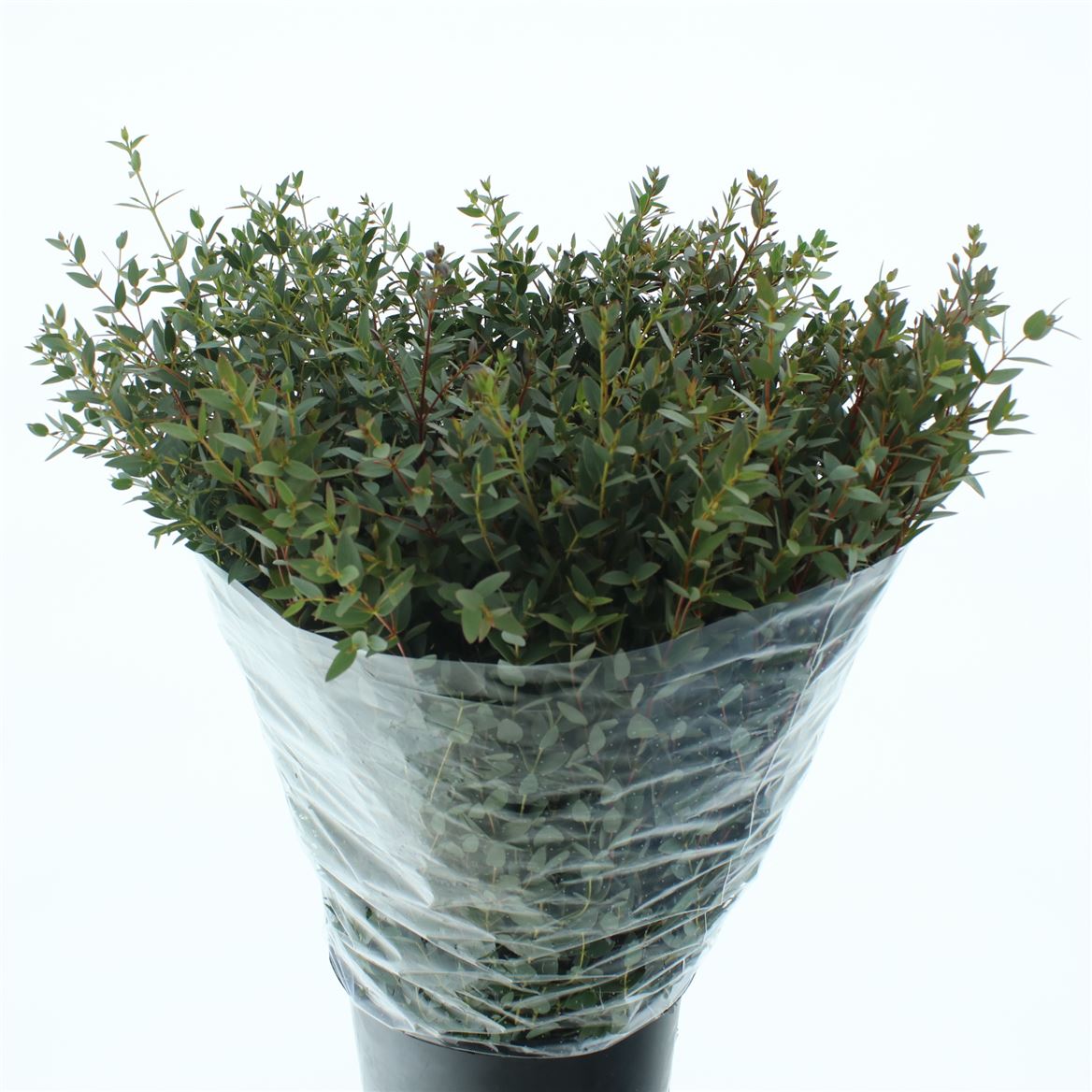 Eucalyptus Parvifolia 70cm 300gram