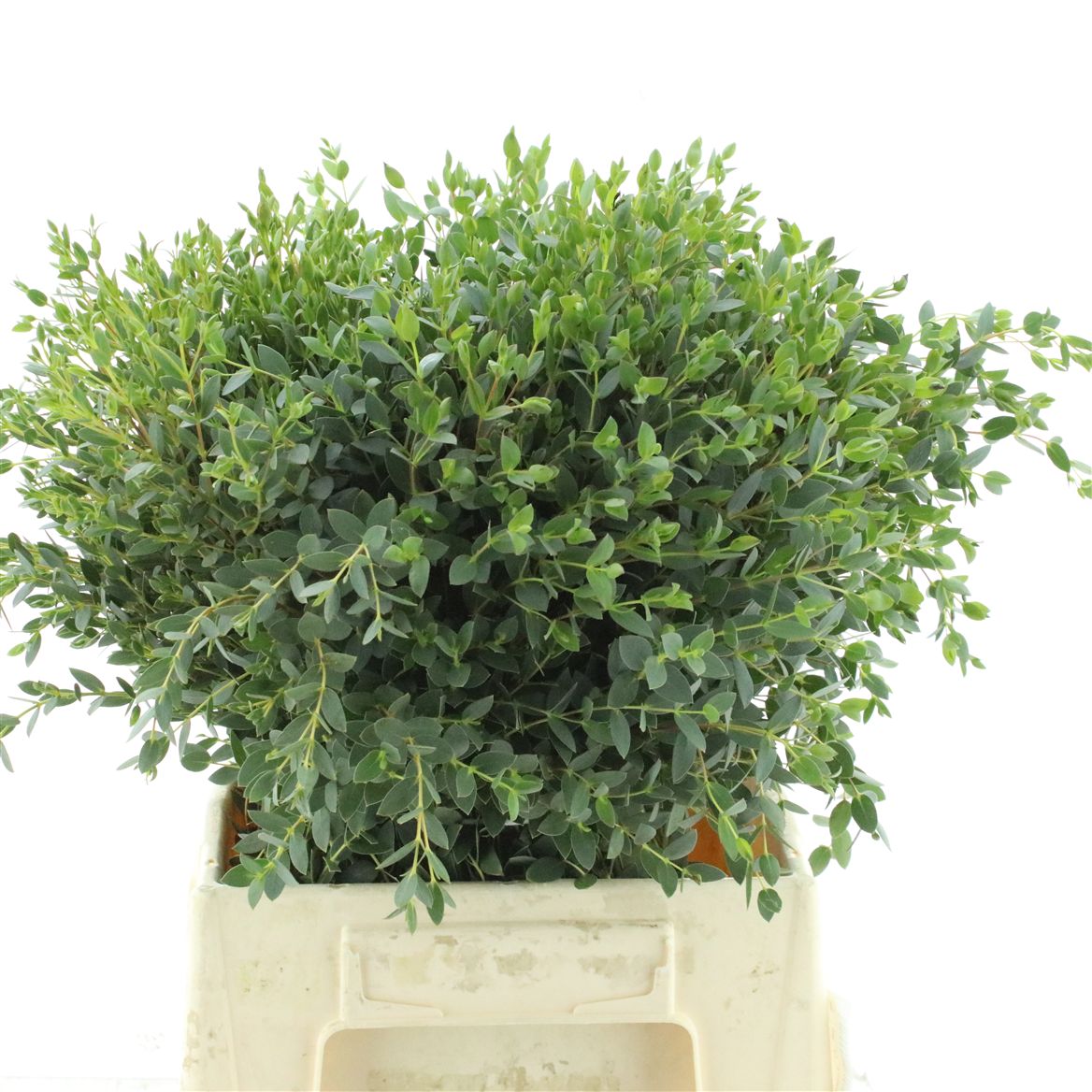 Eucalyptus Parvifolia 50cm 200gram