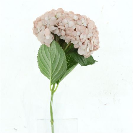 Hydr M Antique Pink Premium