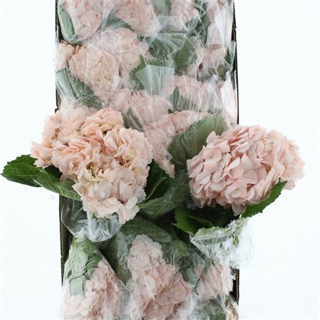Hydr M Light Pink Premium