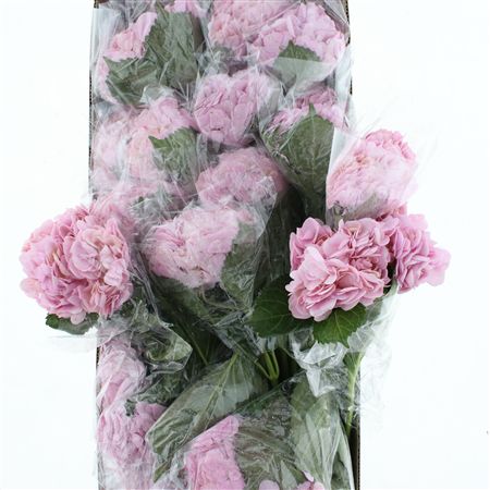 Hydr M Pink Premium