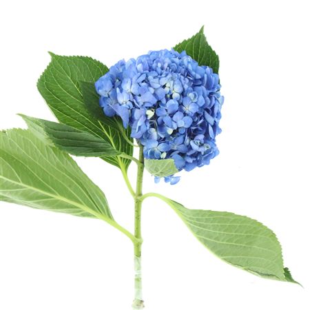 Hydr M Shocking Blue Premium