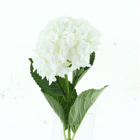 Hydr M White Premium