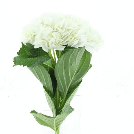 Hydr M White Jumbo