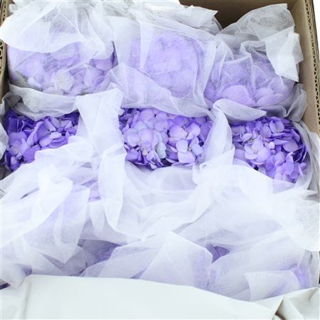 Hydr M Lavender Premium