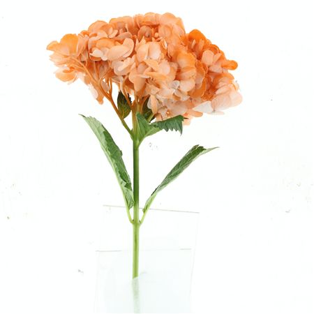Hydr M Peach Premium