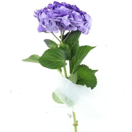 Hydr M Purple Premium