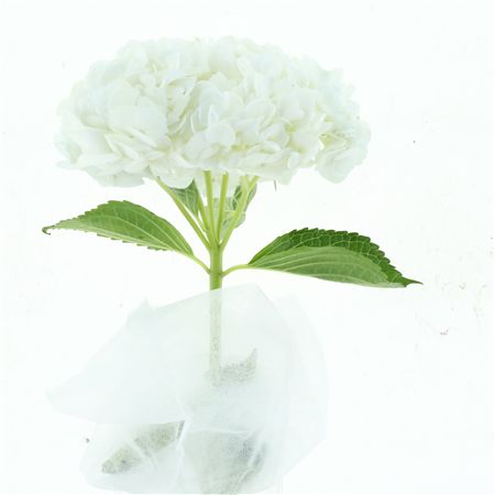 Hydr M White Premium
