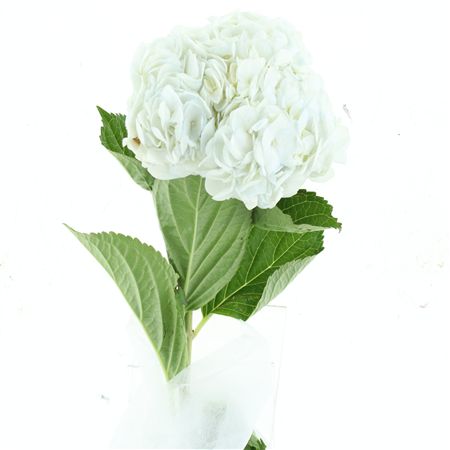 Hydr M White Jumbo