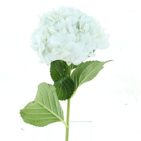 Hydr M White Extra