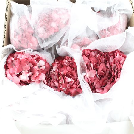Hydr M Burgundy Premium