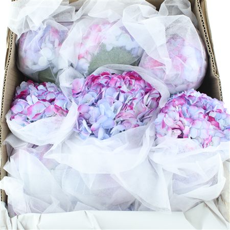 Hydr M Adrissa Magenta Premium