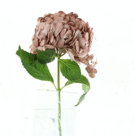 Hydr M Light Roze Copper Premium