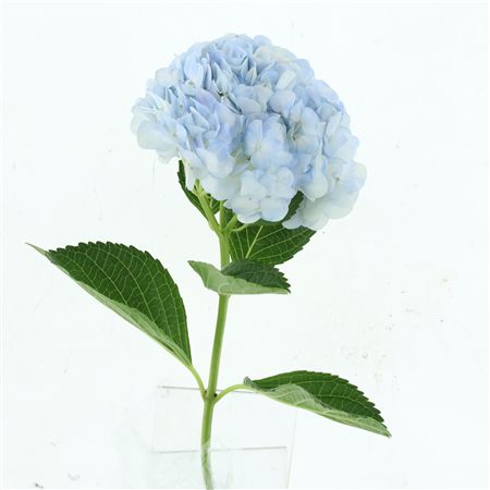 Hydr M Lavender Vervain Select
