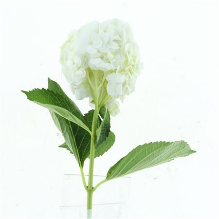 Hydr M White Select