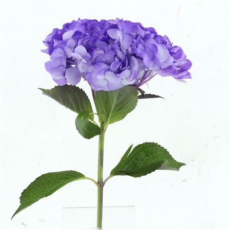 Hydr M Lavender Extra