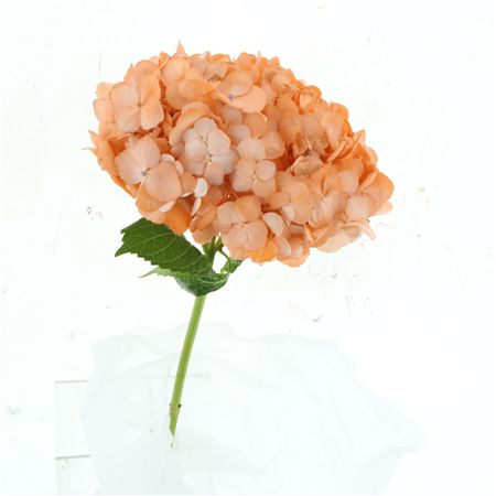 Hydr M Peach Extra