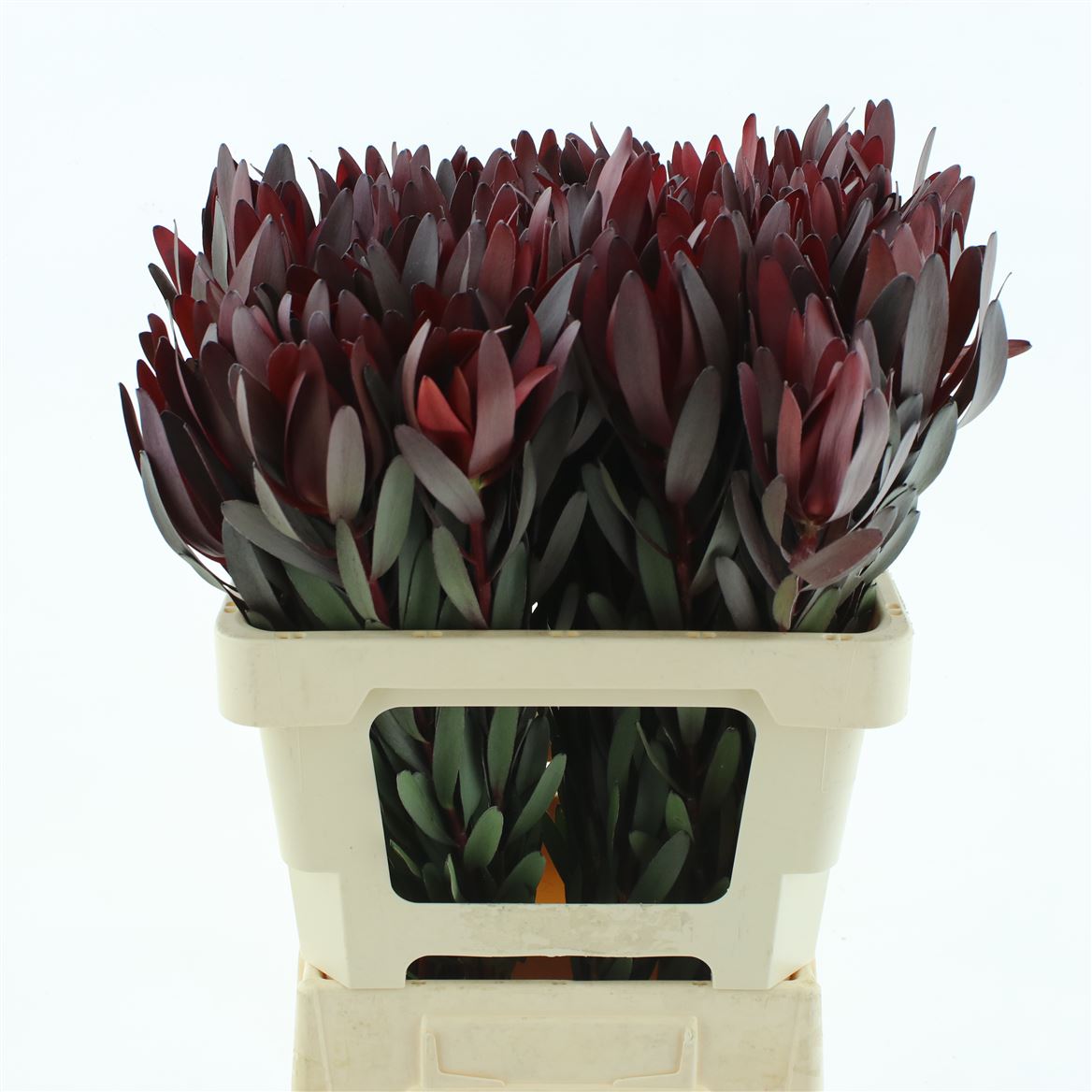 Leucadendron Safari Sunset 60cm