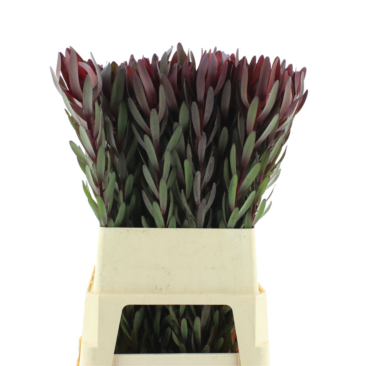 Leucadendron Safari Sunset 90cm
