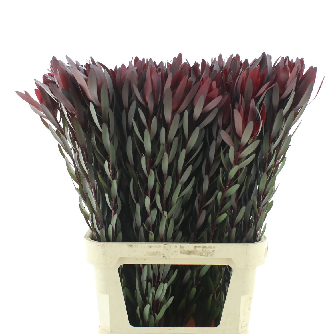 Leucadendron Safari Sunset 100cm