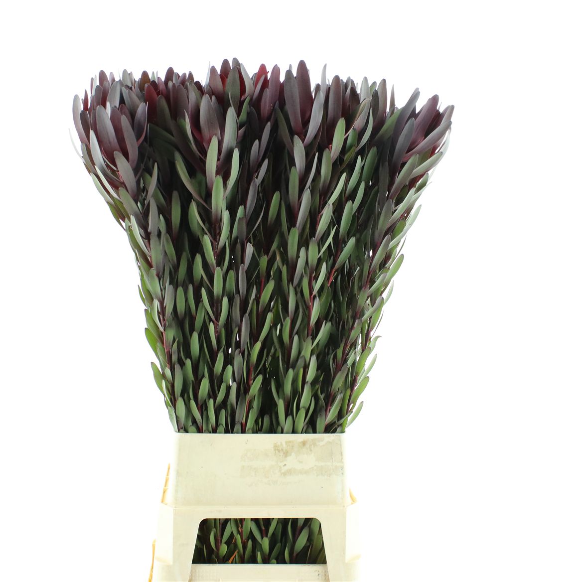 Leucadendron Safari Sunset 120cm