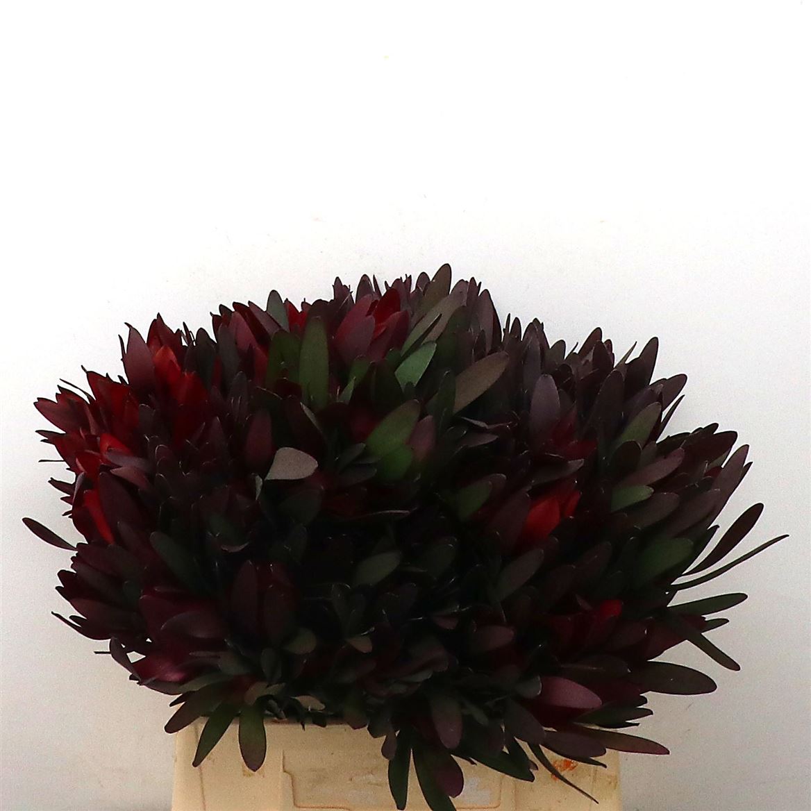 Leucadendron Safari Sunset 40cm