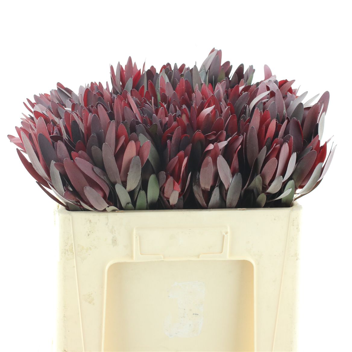 Leucadendron Safari Sunset 50cm