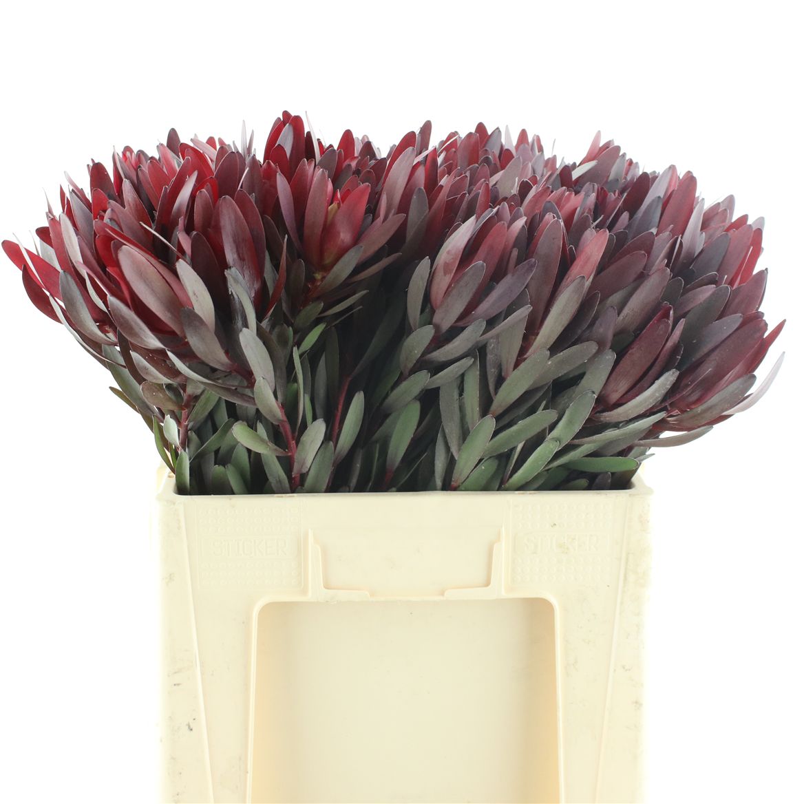 Leucadendron Safari Sunset 60cm