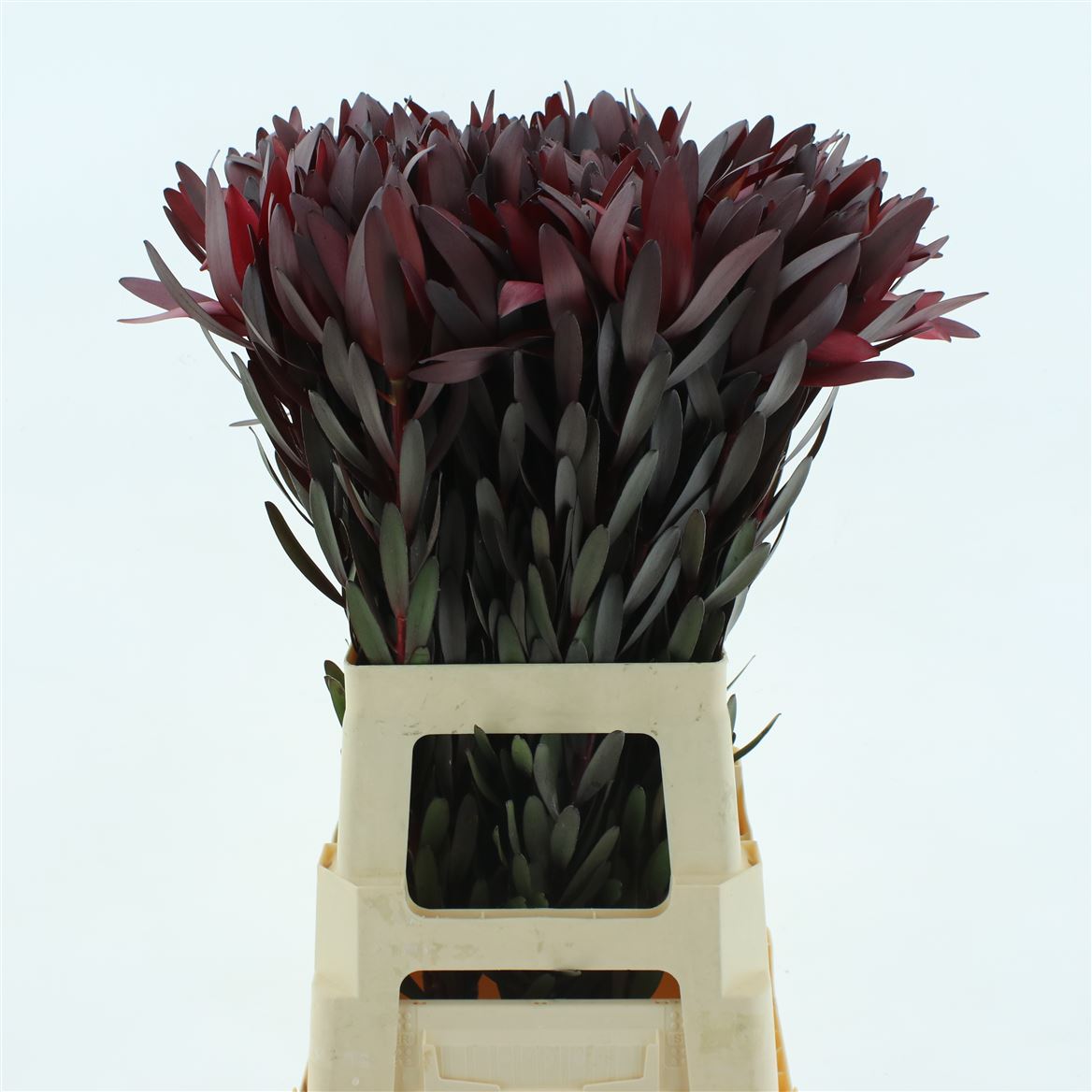Leucadendron Safari Sunset 70cm