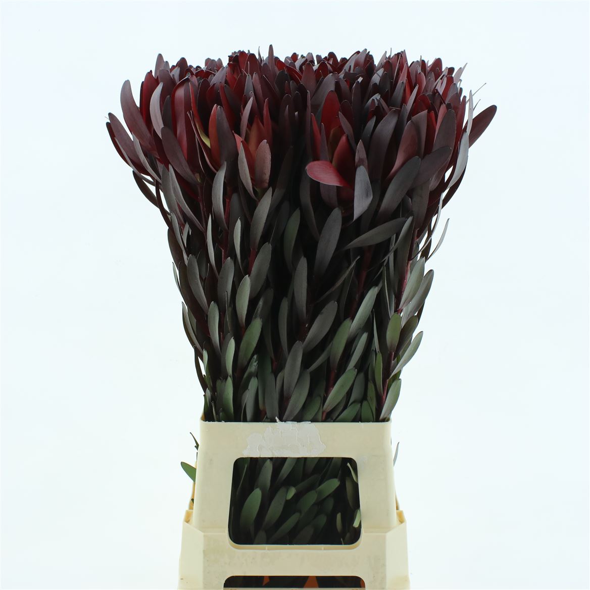 Leucadendron Safari Sunset 80cm
