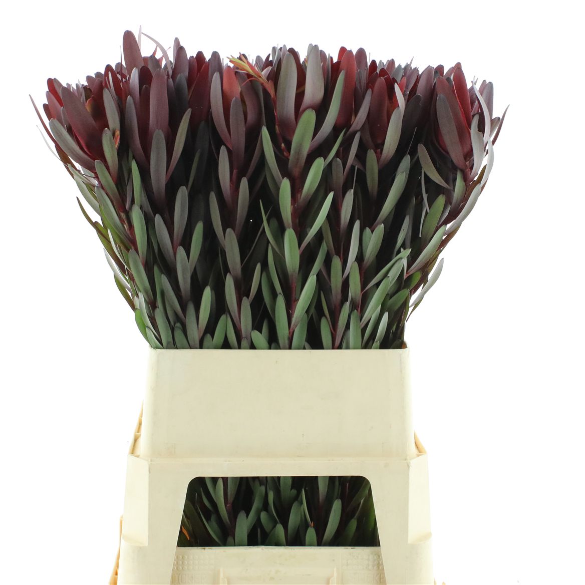 Leucadendron Safari Sunset 90cm