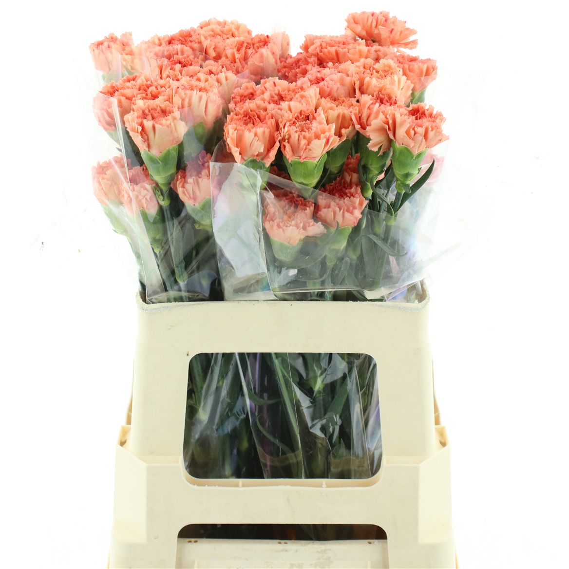 Dianthus Single Orange Magic 55cm