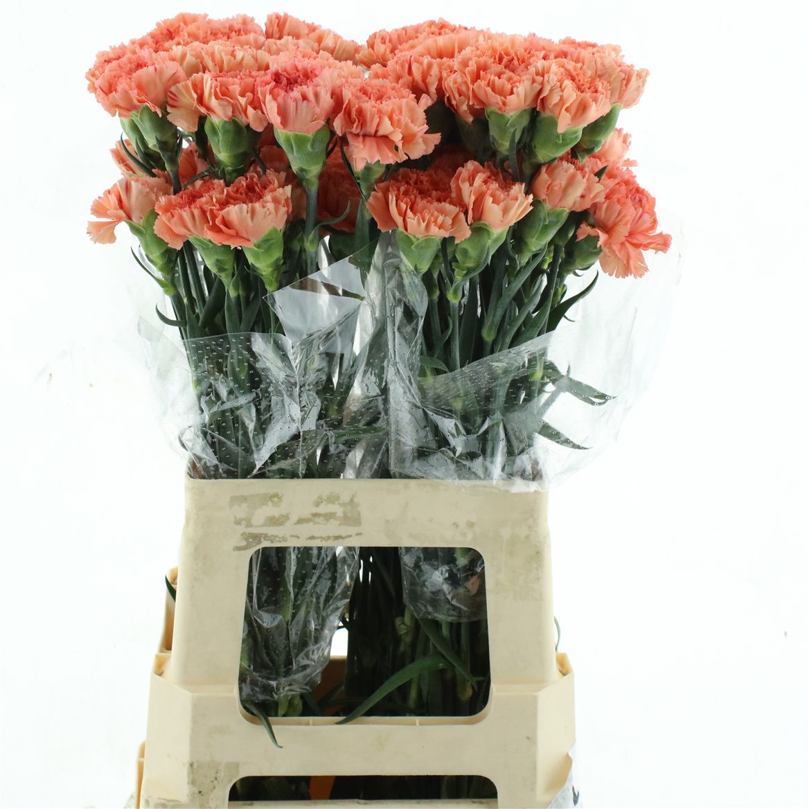 Dianthus Single Orange Magic 60cm
