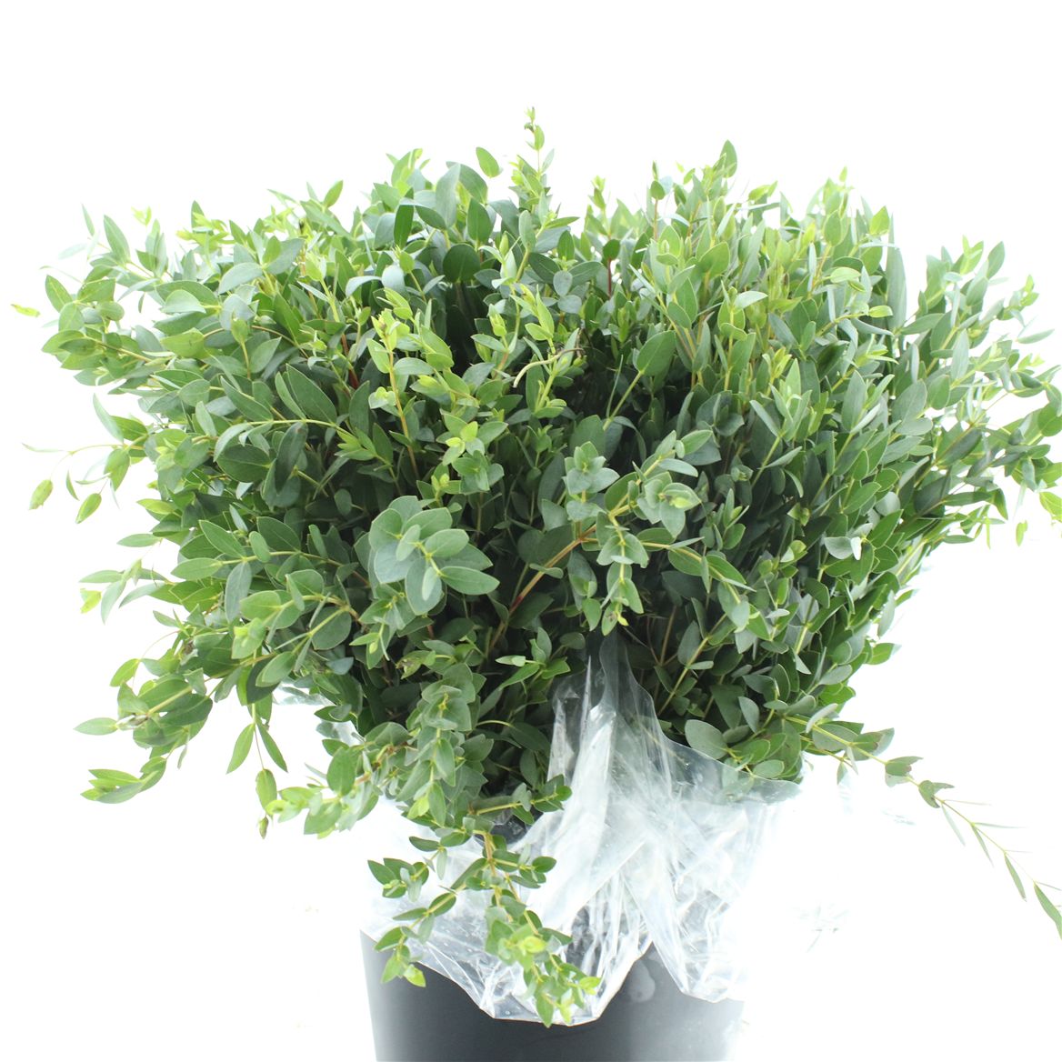 Eucalyptus Parvifolia 50cm 200gram