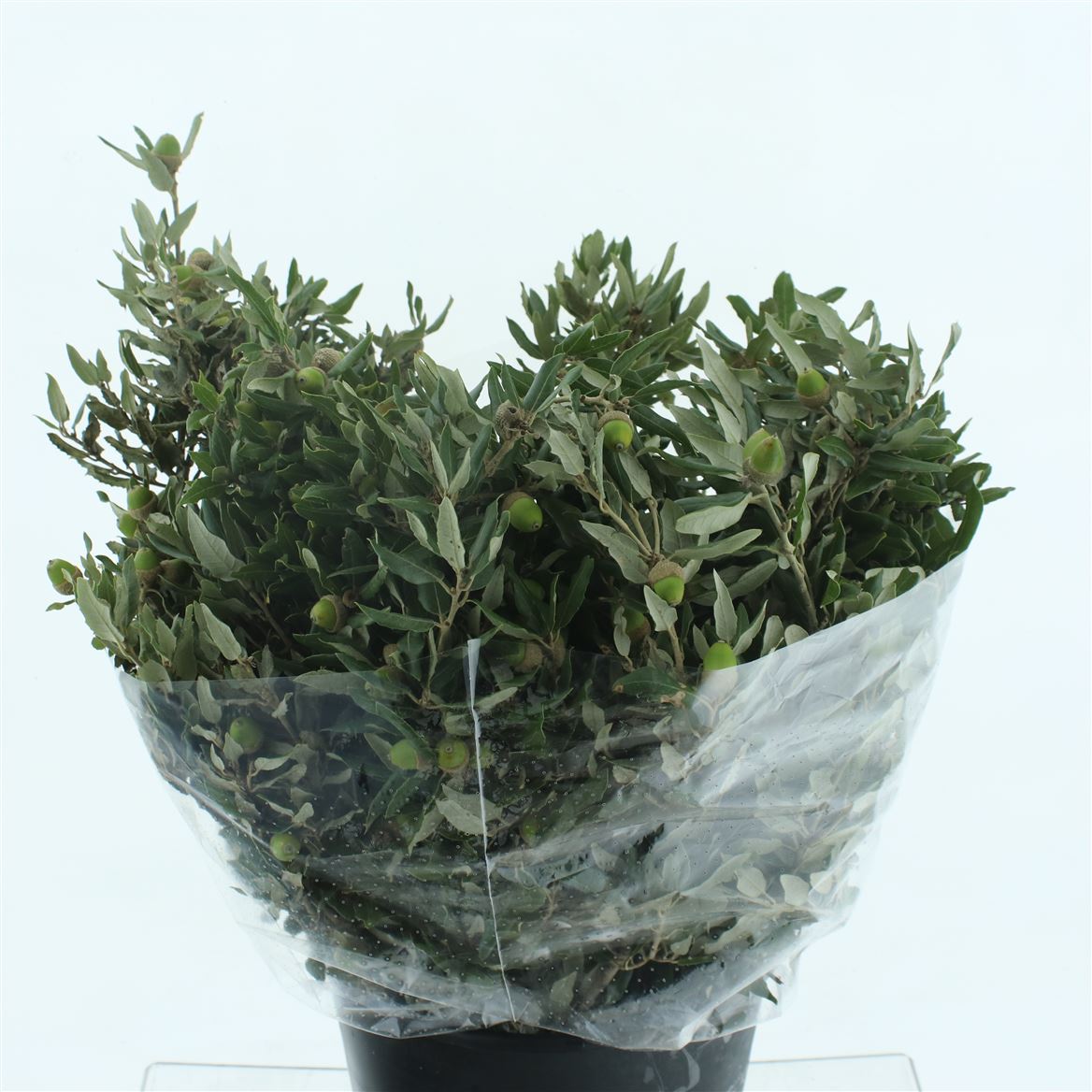 Quercus Ilex 60cm
