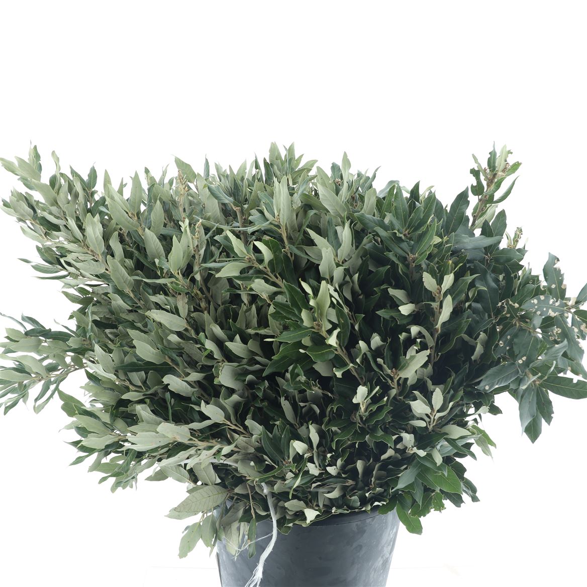 Quercus Ilex 50cm