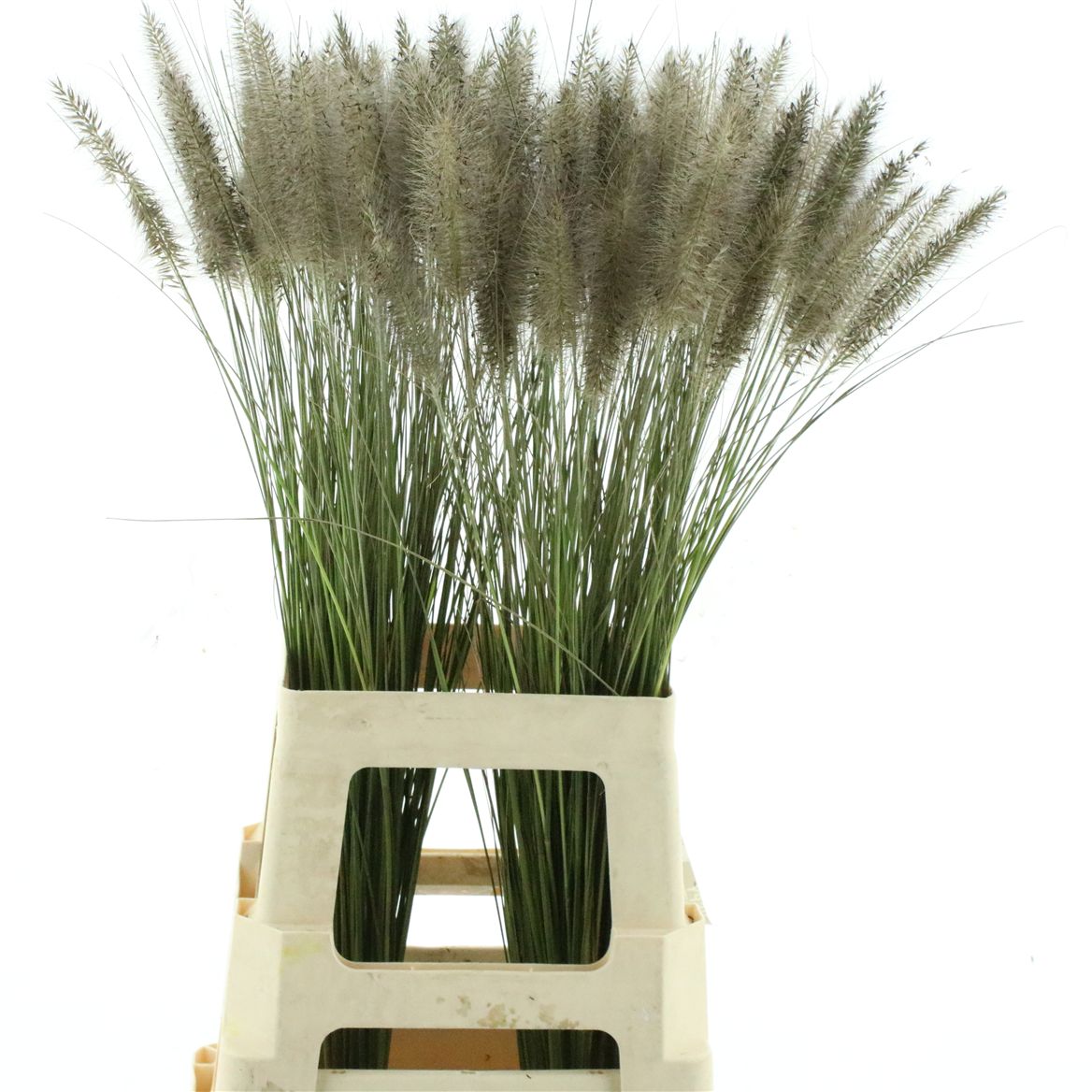 Pennisetum Karly Pink 70cm