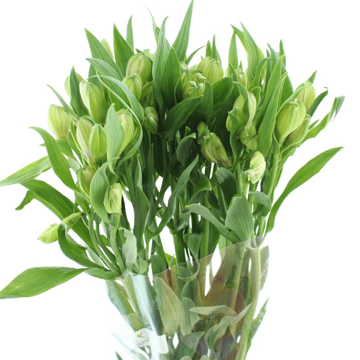 Alstroemeria Virginia 80cm 50gr.