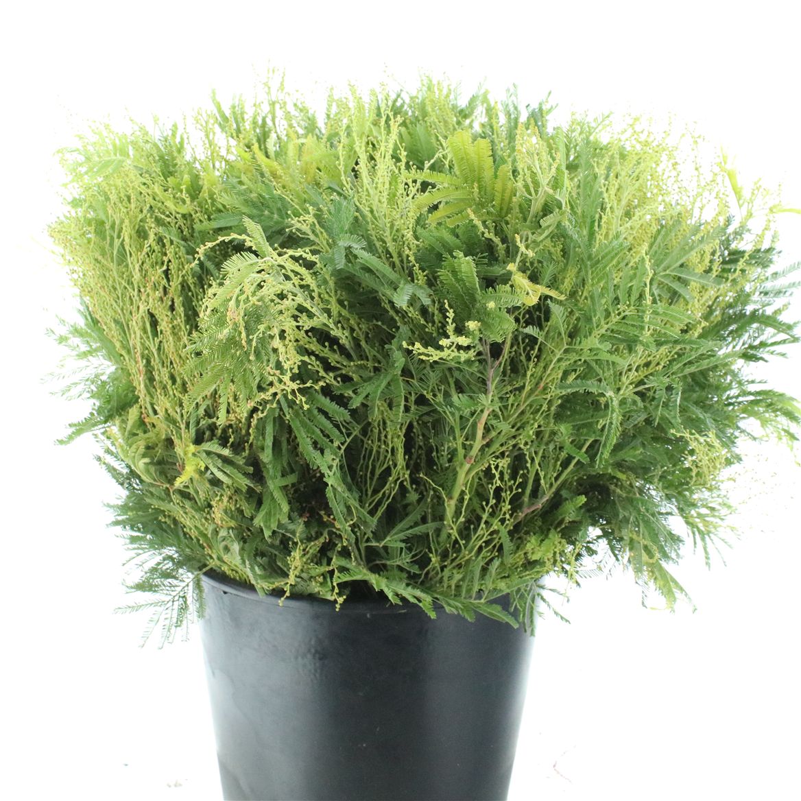 Acacia Decurrens Green 60cm 200gr.
