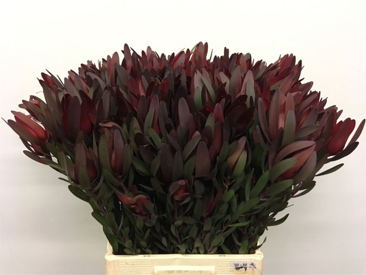Leucadendron Safari Sunset 60cm Spray